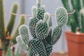 Beautiful green succulent on small clay pot. succulent house plants clay pot on wood surface Royalty Free Stock Photo