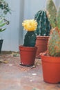 Beautiful green succulent on small clay pot. succulent house plants clay pot on wood surface Royalty Free Stock Photo