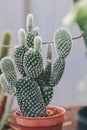 Beautiful green succulent on small clay pot. succulent house plants clay pot on wood surface Royalty Free Stock Photo