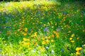 Beautiful green summer meadow with wildflowers in full bloom Royalty Free Stock Photo