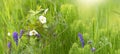 Beautiful green summer or spring background. Butterfly with white and purple wild flowers in the field. Panoramic view.nature. Sel Royalty Free Stock Photo