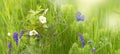 Beautiful green summer or spring background. Butterfly with white and purple wild flowers in the field. Panoramic view.nature. Sel Royalty Free Stock Photo