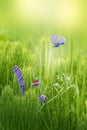 Beautiful green summer or spring background. Butterfly with white and purple wild flowers in the field.  Sel Royalty Free Stock Photo