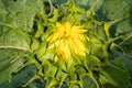 Beautiful green sunflower bud, going to open its petals. Close U Royalty Free Stock Photo