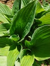 Beautiful green tall leaves