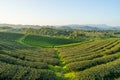 Beautiful Green Tea farm landscape before sunset, Chiang Rai, Th Royalty Free Stock Photo