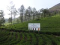 Beautiful tea gardens of Munnar