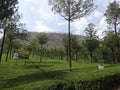 Beautiful tea gardens of Munnar