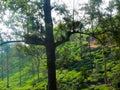 Beautiful Green Tea Plantation and Trees in Wayanad Royalty Free Stock Photo