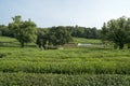 Green tea plantation