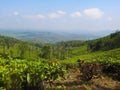 Beautiful Green Tea Plantation  in Wayanad Kerala Royalty Free Stock Photo