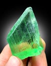 Beautiful Green Terminated Hiddenite Var Spodumene kunzite crystal from Afghanistan Royalty Free Stock Photo