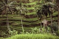 Beautiful green terrace paddy fields on Bali