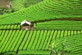 Beautiful green terraced fields with a hovel