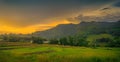 Beautiful green terraced rice fields with flower meadow yellow Shimmer mountain with sunset on twilight time and black cloud Royalty Free Stock Photo