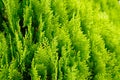 Beautiful green texture of thuja leaves close-up. Background of thuja branches. Royalty Free Stock Photo
