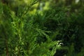 Beautiful green thuja, close up and space for text