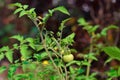 Beautiful Green Tiny Tomato Plant