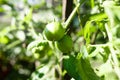 Green tomato plant growing greenhouse in the sprigs summer, close-up Royalty Free Stock Photo