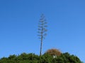 Beautiful green top of the Agave plant against the blue sky in Israel in winter. Royalty Free Stock Photo