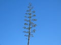 Beautiful green top of the Agave plant against the blue sky in Israel in winter. Royalty Free Stock Photo