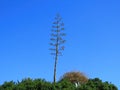 Beautiful green top of the Agave plant againstthe blue sky in Israel in winter. Royalty Free Stock Photo