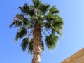 Beautiful green top of a palm tree against a blue sky next to a part of the wall. Royalty Free Stock Photo