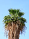 Beautiful green top of a palm tree against the blue sky in the spring in Israel. Royalty Free Stock Photo