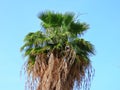 Beautiful green top of a palm tree against the blue sky in the spring in Israel. Royalty Free Stock Photo