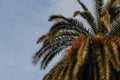 Beautiful green top of a palm tree against the blue sky in winter. Close-up. Royalty Free Stock Photo