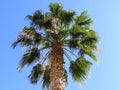 Beautiful green top of a palm tree against the blue sky in winter in Israel. Royalty Free Stock Photo