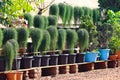 Beautiful Green Trailing Bamboo Plants In The Pots Royalty Free Stock Photo