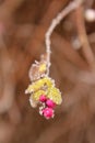 Beautiful green tree branch with leaves and berries, covered with white, sharp needles of hoarfrost on a background of a winter Royalty Free Stock Photo