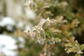 Beautiful green tree branch with leaves, covered with white, sharp needles of hoarfrost on a background of a winter landscape, Royalty Free Stock Photo