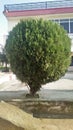 Beautiful green tree egg shaped tree
