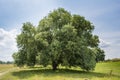 Beautiful green tree in the field under blue cloudy sky in Ukraine Royalty Free Stock Photo