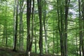 Beautiful green tree forest. Tall grey trees with green leafs in the spring