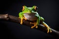 Beautiful green tree frog on a dry tree branch