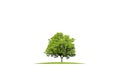 Beautiful green tree on grass, isolated on white background Royalty Free Stock Photo