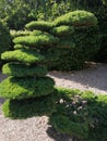 Beautiful of green in tree Japanese style for a different design