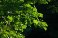 Beautiful green tree leaves back lit by the morning sun. Lush tree trunks backlit by sun light and dark background Royalty Free Stock Photo