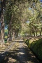 Beautiful green tree meadow and road in the middle