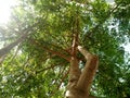 Beautiful green tree of moringa