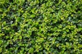 Beautiful Green tree wall Royalty Free Stock Photo