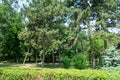 Beautiful green trees in a city park in summer sunny day Royalty Free Stock Photo