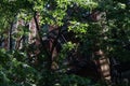 Green Trees in front of a Fire Escape on an Old Apartment Building on the Lower East Side of New York City during Summer Royalty Free Stock Photo