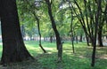 Beautiful green trees and grass in Romanescu park on a sunny day