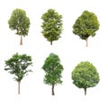 Beautiful green trees isolate group