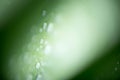 Beautiful green tropic palm leaf with drops of water Royalty Free Stock Photo