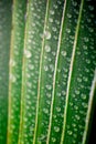 Beautiful green tropic palm leaf with drops of water Royalty Free Stock Photo